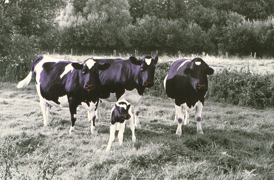But Will They Give Milk - Hand Colored Photography by Jane Krensky